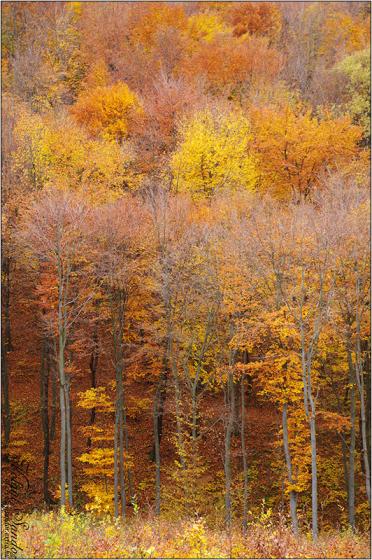 Őszi erdő - 2021. november, Mecsek